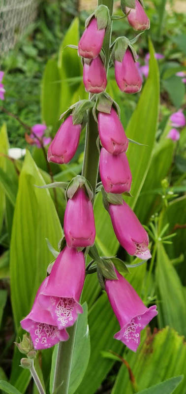 Digitalis purpurea